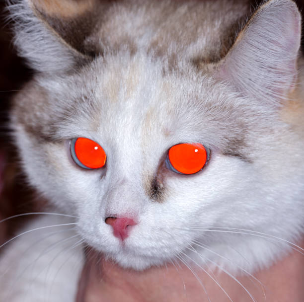 refletindo luz flash de lindos olhos de gato branco - alter ego flash - fotografias e filmes do acervo