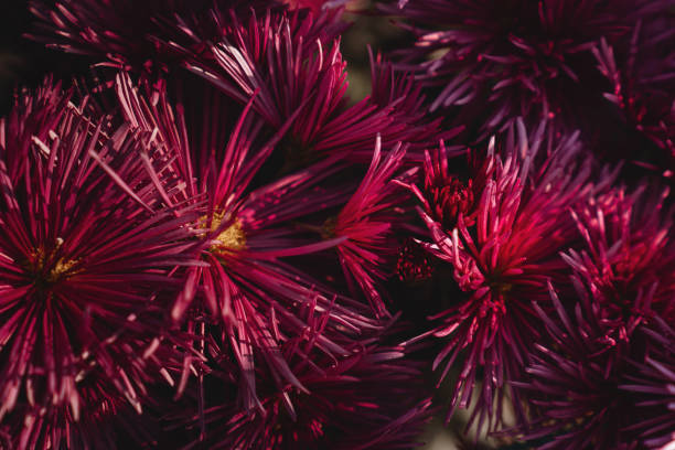 istock chrysanthemum flowers wallpaper background. 1255188500