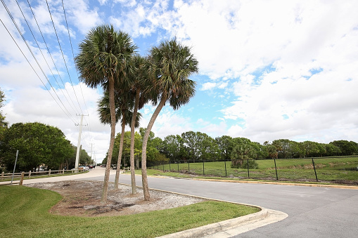 Beautiful native cabbage palm trees at the entrance path to the Wakodahatchee Wetlands a Great Florida Birding Trail in Delray Beach, Florida.