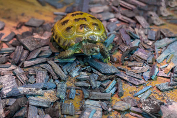 The tortoise is crawling forward. Front and top view. An amphibious animal.