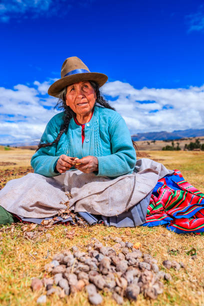 Peruvian woman preparing chuno - frozen potato, near Cuzco,Peru Chuño is a freeze-dried potato traditionally made by Quechua people. It is a five-day process, obtained by exposing a frost-resistant variety of potatoes to the very low night temperatures of the Andean Altiplano, freezing them, and subsequently exposing them to the intense sunlight of the day. chinchero district stock pictures, royalty-free photos & images