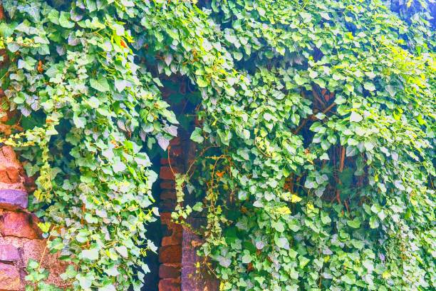 istock Ivy leaves on brick wall 1255189925