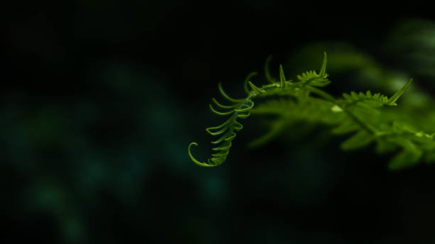 istock incredibly beautiful fabulous fern leaves, selective focus image 1255189998