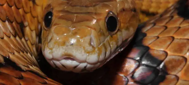 close-up of face of my corn snake, Nala.