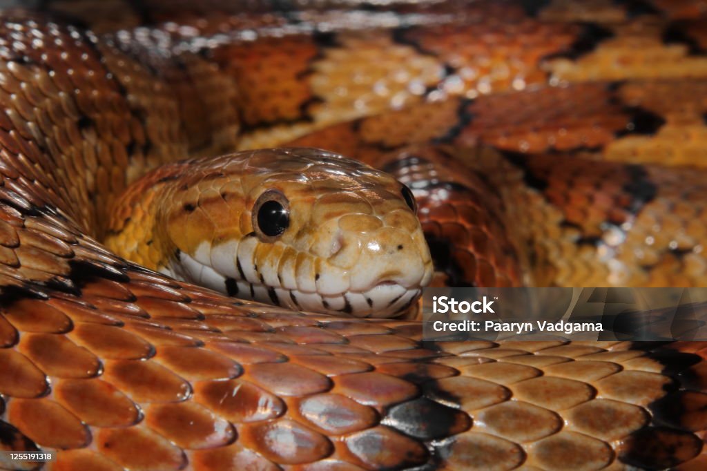 Nala Close-up of Nala, my carolina corn snake. Animal Stock Photo