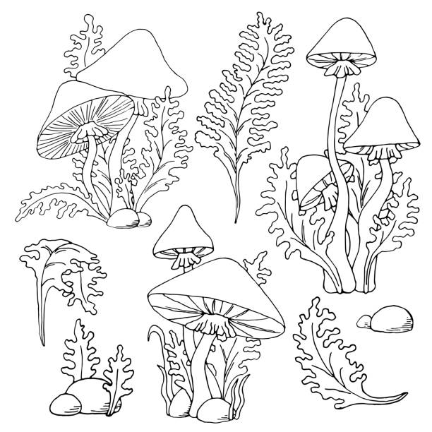 세트 버섯 아마니타 phalloides 죽음 모자 그림 에 검정 윤곽에 흰색 배경 - 알광대버섯 stock illustrations