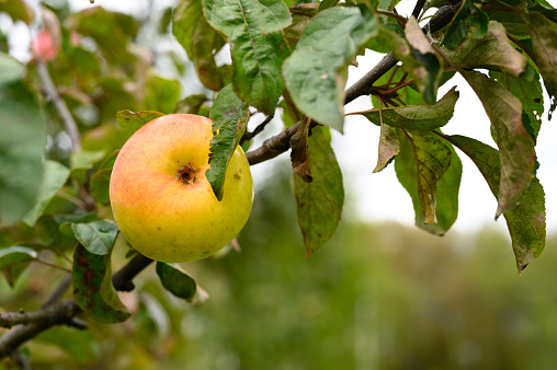 apple, fruit, tree, branch, harvesting, agriculture, autumn, color, concept, countryside, crop, cultivated, day, earth, environment, farm, field, foliage, food, fresh, garden, gardening, green, growing, growth, hanging, harvest, healthy, honest, ingredient, leaf, meal, natural, nature, no people, nobody, nutrition, one, organic, plant, plantation, raw, red, ripe, season, single, soil, vegetable, vegetarian, wellness