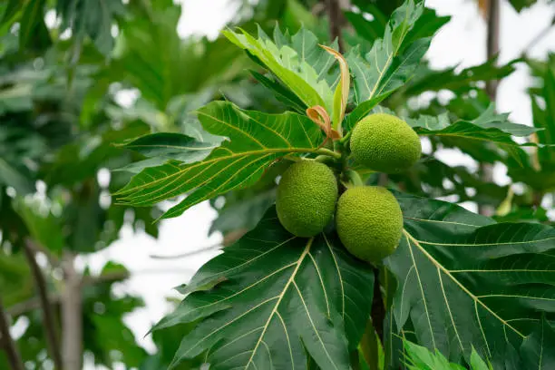 Photo of Breadfruit on breadfruit tree with green leaves in the garden. Tropical tree with thick leaves are deeply cut. Flowering tree. Staple food. Plant give phytochemicals use for insect repellent.