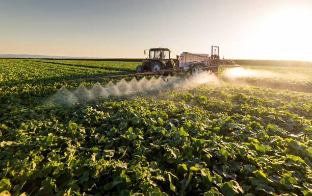 istock Tractor spraying pesticides on vegetable field  with sprayer at spring 1255194110