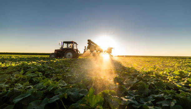 istock Tractor spraying pesticides on vegetable field  with sprayer at spring 1255194114