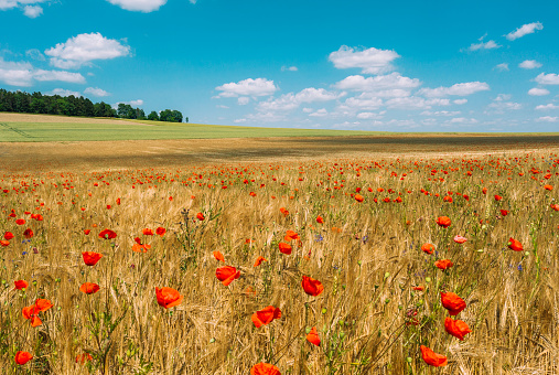 field of grain with poppies in the summer