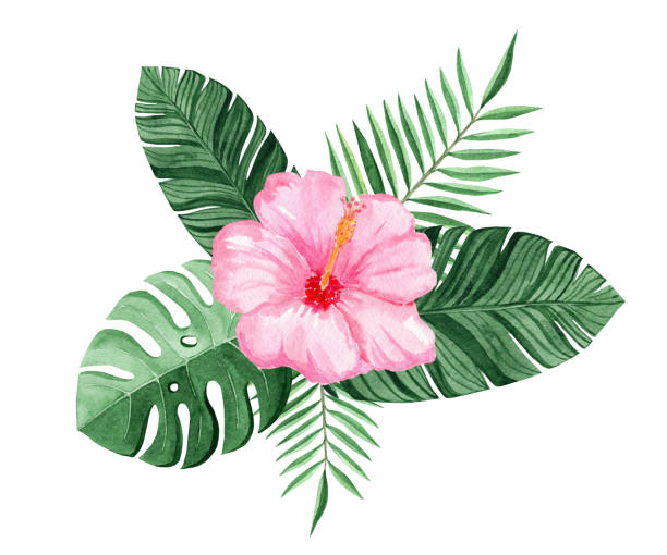 istock watercolor pink hibiscus and green tropical leaves composition isolated on white background 1255197465