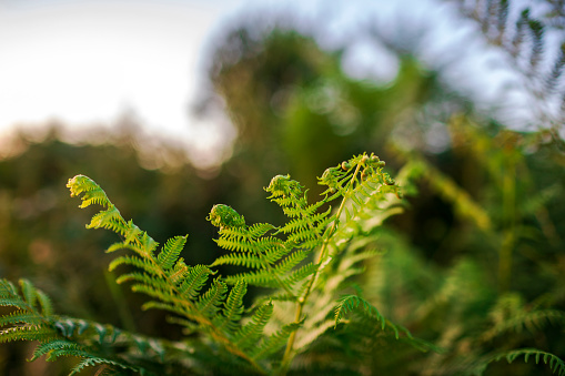 Green fern leaf in sunset