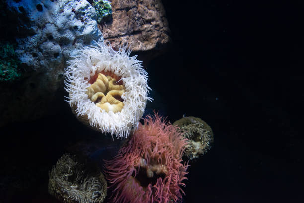 istock Various colorful corals with tentacles on black background 1255198773