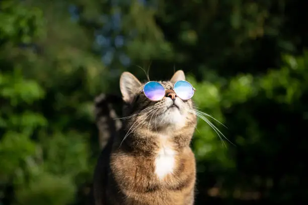 Photo of cat wearing sunglasses outdoors