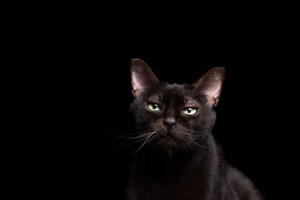 istock black cat on black background portrait 1255198853