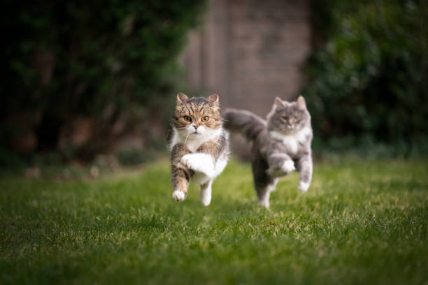 istock two cats running on grass outdoors 1255198856