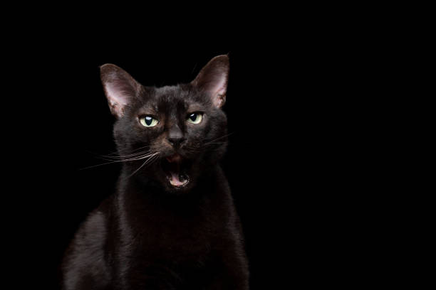 istock black cat meowing with open mouth 1255198884