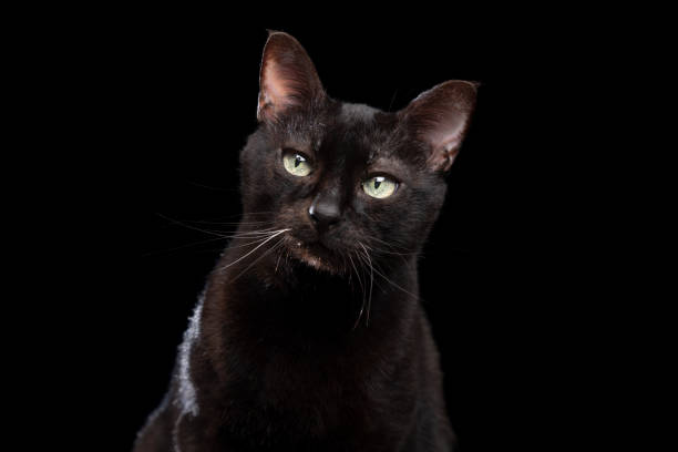 istock black cat on black background head tilt 1255198907