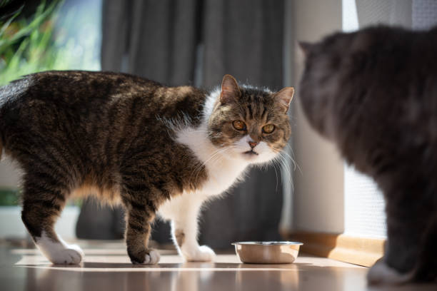 two cats face to face feeding bowl