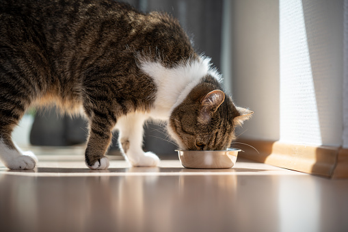 tabby white british shorthair cat eatnig pet food from bowl on the floor