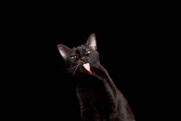 istock black cat grooming licking paw 1255198993