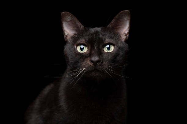 istock black cat on black background portrait 1255198997