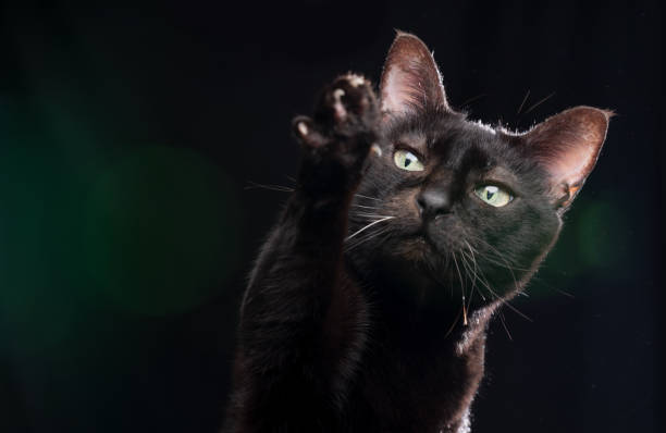 istock black cat raising paw to get food 1255199017