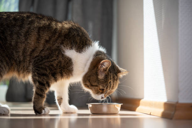 istock cat eating pet food 1255199020