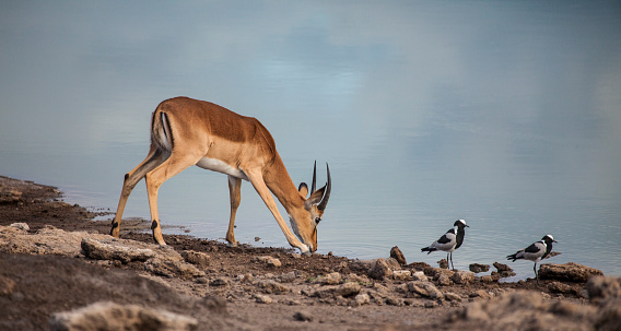 Young male Impala, Aepyceros melampus, drinking from a waterhole in Etosha National Park, Namibia, with two Blacksmith Lapwings.