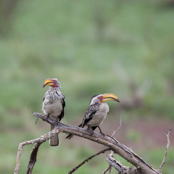 istock Two Southern Yellow-billed Hornbills, Tockus leucomelas, perching on a branch 1255199077