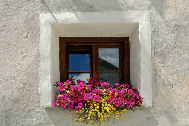 ventana vieja con flores de petunia púrpura - zuoz pueblo suiza - engadine rustic window frame window sill fotografías e imágenes de stock