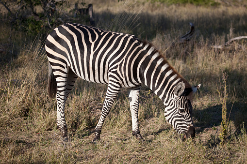 Burchell's Zebra in the Xakanaxa area of Moremi Game Reserve in Botswana, southern Africa