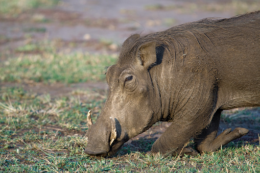 A close-up profile of an adult Warthog kneeling to feed. This is the normal position for Warthogs eating; the animals have special callouses on their knees to protect them.
