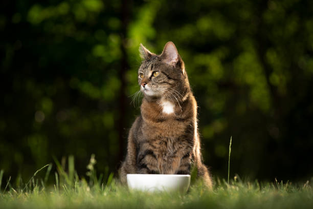tabby cat sitting behind dish outdoors waiting for food