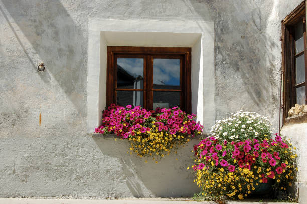 ventana vieja con flores de petunia púrpura - zuoz pueblo suiza - engadine rustic window frame window sill fotografías e imágenes de stock