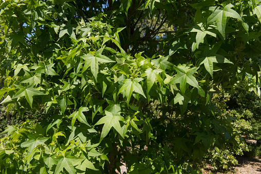 Liquidambar styraciflua is a Deciduous Tree Native to North America