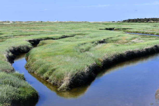 istock The salt marshes of St. Peter Ording 1255205413