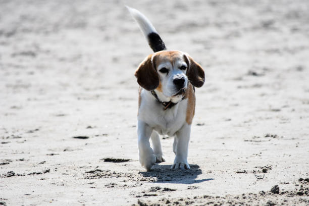 istock Beagle with a casual look on the beach 1255205425