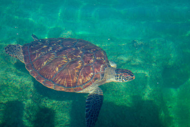 Chelonia mydas turtle diving in green water.