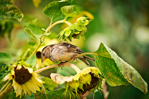 Female sparrow perched on a sunflower.