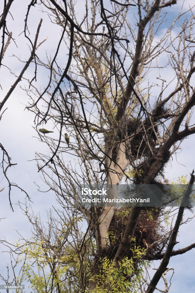 Bird nests with birds perched on branch Bird nests with bird perched on a branch of large tree, with celestial sky in the background, Chascomus, Buenos Aires, Argentina Animal Sound Stock Photo
