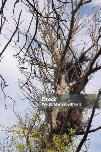 Bird Nests With Birds Perched On Branch Stock Photo - Download Image Now - Animal Sound, Animal Wildlife, Argentina