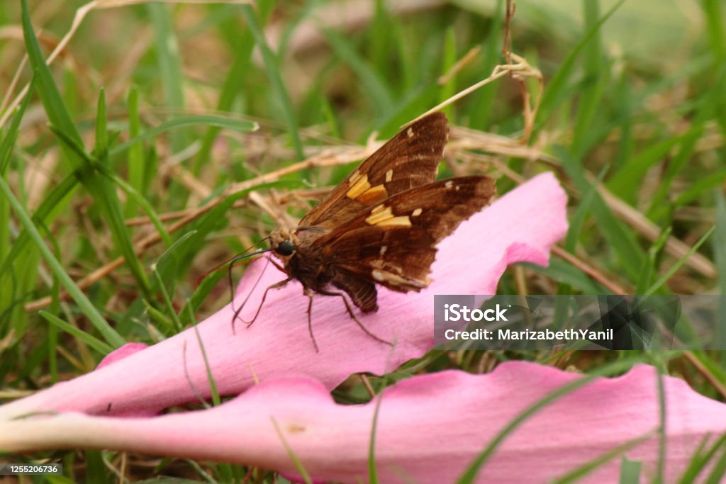 Butterfly brown side Brown butterfly on the side, profile view perched on pink petal fallen on a brown and unfocused green grass, Chascomus, Buenos Aires, Argetina Animal Stock Photo