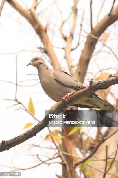 Grey And Brownfeathered Bird Profile Stock Photo - Download Image Now - Animal, Animal Body, Animal Themes