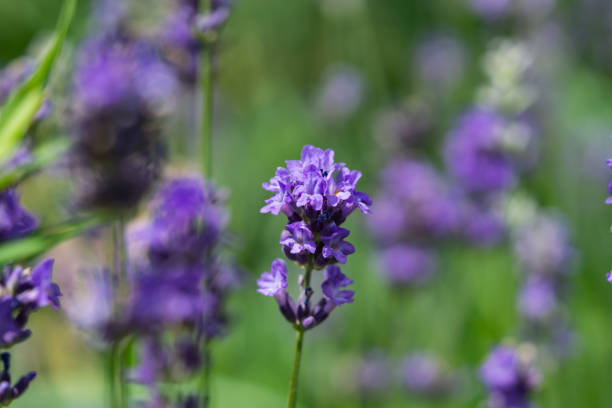 istock Lavender Flowers in Bloom in Summer 1255206981