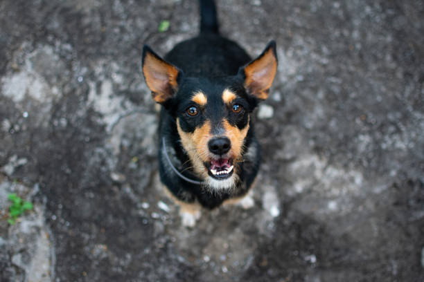 Happy black brown dog looking up at camera against grey asphalt.