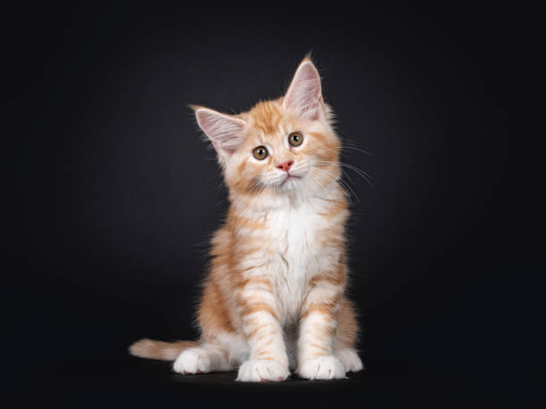 istock Red silver Maine Coon kitten on black background. 1255207855