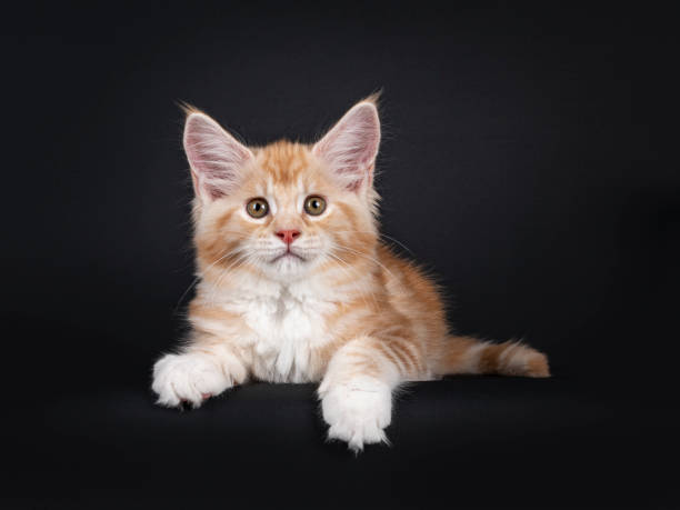 istock Red silver Maine Coon kitten on black background. 1255207859