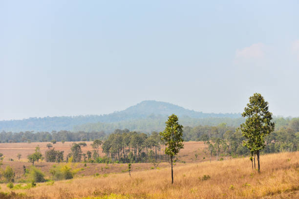 istock Sunset in Forest Landscape With Natural green tree. Forest. Beautiful Scenic. 1255208160